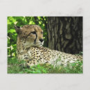 Suche nach acinonyx jubatus postkarten Gepard