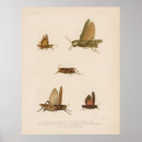 Recherche de les insectes posters Sauterelles