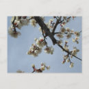 Recherche de fleur prune cartes postales Floraison blanche