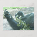 Suche nach lustiger gorilla postkarten Niedlich