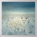 Suche nach fuchs im schnee poster Wild