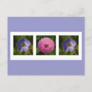 Recherche de géranium cartes postales Flore