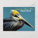 Recherche de pelecanus cartes postales Brun