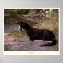 Recherche de loutre posters Loutre de rivière