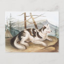 Recherche de zoologique cartes postales Vintage