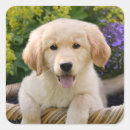 Suche nach golden retriever welpe aufkleber Welpen