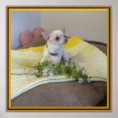Recherche de chihuahua posters Chien