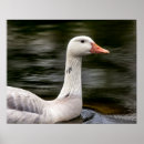 Suche nach kanadisch poster Natur