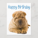 Suche nach chinesisches shar pei karten Hengst