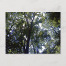 Suche nach sonnenlicht postkarten Grün