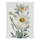 Suche nach weiße mohnblumen poster Blumig
