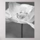 Recherche de pavot photographie Floral