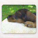 Recherche de dackel mousepads Chien
