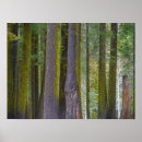 Suche nach immergrüne poster Baum