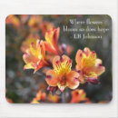 Recherche de fleur de lis photographie Mother