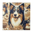 Recherche de berger australien carreaux Chiot
