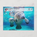 Recherche de lamérique posters Manat de floride