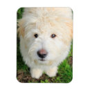 Recherche de appareils photo magnets Dog