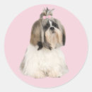 Recherche de shih tzu autocollants Shitzu