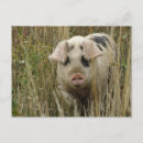 Suche nach pen postkarten Rosa