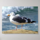 Recherche de vagues photographie Nature