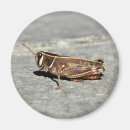 Suche nach grasshopper magnete Makro