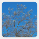 Recherche de peupliers autocollants Arbre