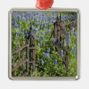 Suche nach lupinen ornamente Farbenfroh