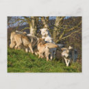 Suche nach gefährliche tiere postkarten Wild