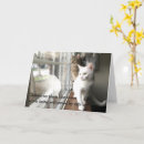 Suche nach katze in einem fenster karten Katzenliebhaber