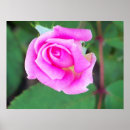 Recherche de salon de thé posters Rose