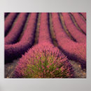 Suche nach lavendelfeld poster Blume