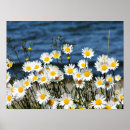 Recherche de marguerites art Prairie
