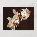 Suche nach weiße orchideen postkarten Schwarz