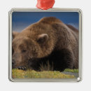 Suche nach braunbär ornamente Usa