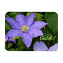 Suche nach clematis magnete Natur
