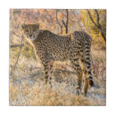 Recherche de guépard carreaux Animal sauvage