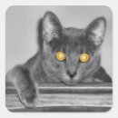 Recherche de grand chat autocollants Kitty