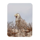 Recherche de chouettes magnets Faune