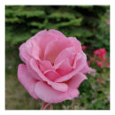 Suche nach rosenblüte poster Romanze