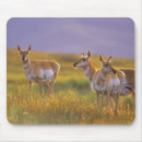 Recherche de antilopes tapis souris Faune