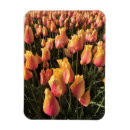 Recherche de tulipes roses magnets Nature