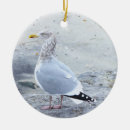 Recherche de mouettes ornements Photographie