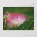 Recherche de mimosa cartes postales Floral