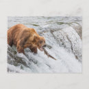 Recherche de saumons cartes postales Animal