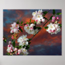 Suche nach rosa apfelblüten poster Weiß