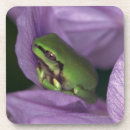 Suche nach baumfrosch untersetzer Amphibie