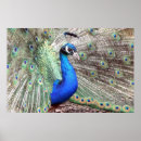 Recherche de bird nature posters Photography