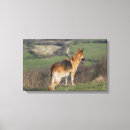 Suche nach deutscher schäferhund leinwandbilder Bob und pam langrish