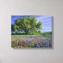 Suche nach lupinen poster leinwandbilder Feld